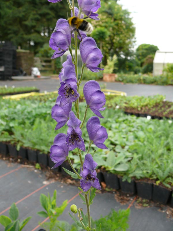Aconitum napellus 'Newry Blue' (Blauer Berg-Eisenhut)