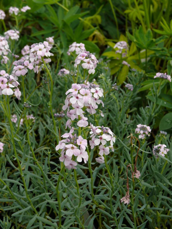 Aethionema grandiflorum (Großblütiges Steintäschel)