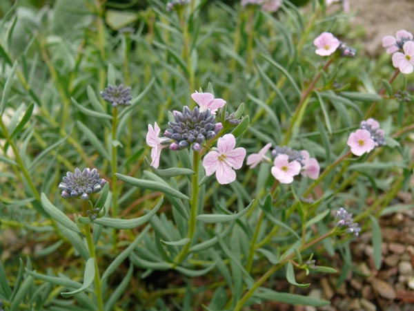 Aethionema grandiflorum (Großblütiges Steintäschel)