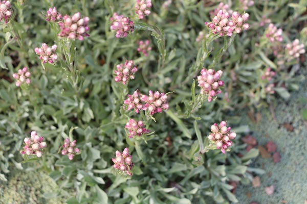 Antennaria dioica 'Rubra' (Katzenpfötchen)