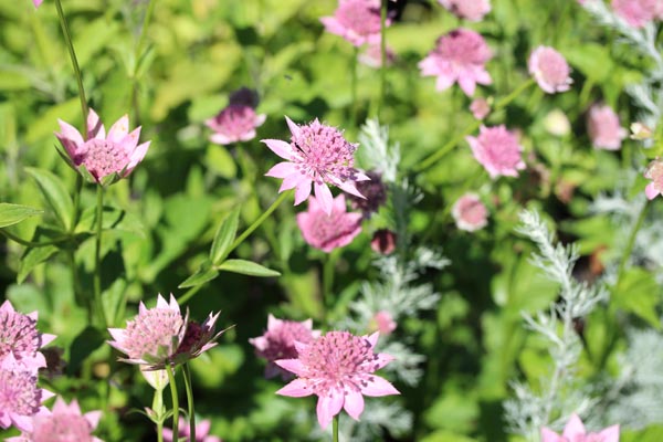 Astrantia maxima (Kaukasische Sterndolde)