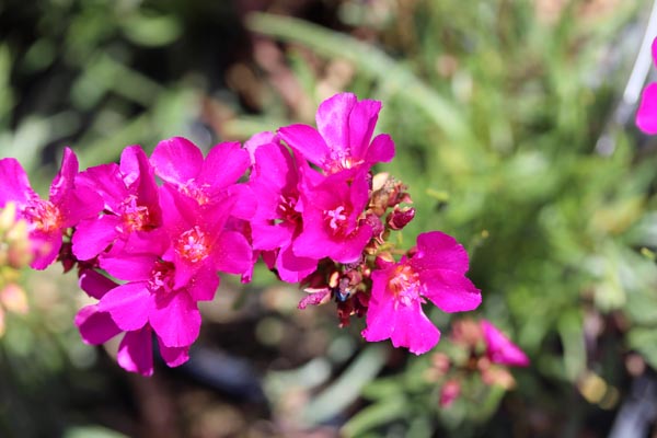 Calandrinia umbellata (Calendrinie)