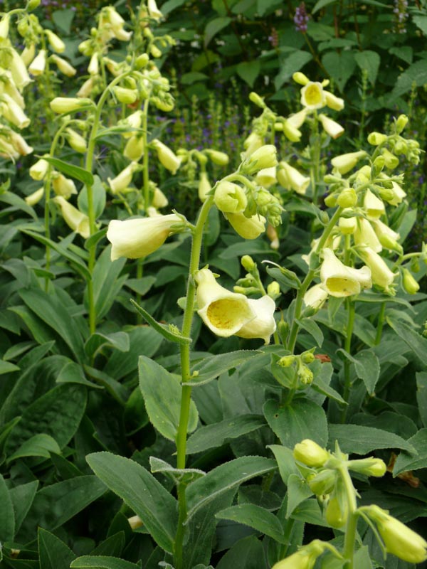 Digitalis ambigua 'Carillon' (Niedriger Gelber Fingerhut)