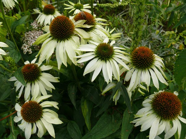 Echinacea purpurea 'Baby Swan White' (Niedriger Weißer Sonnenhut)