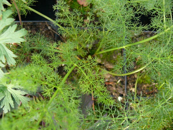 Meum athamanticum (Bärwurz)