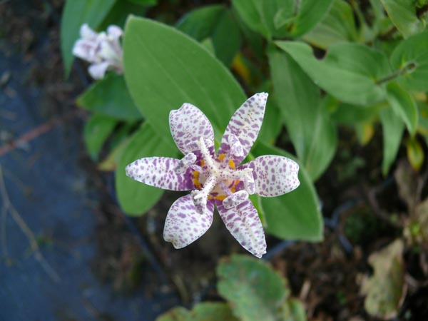 Tricyrtis hirta 'Miyazaki' (Krötenlilie)