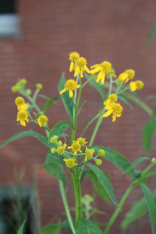 Verbesina alternifolia 'Goldstrahl' (Gelber Kronbart)