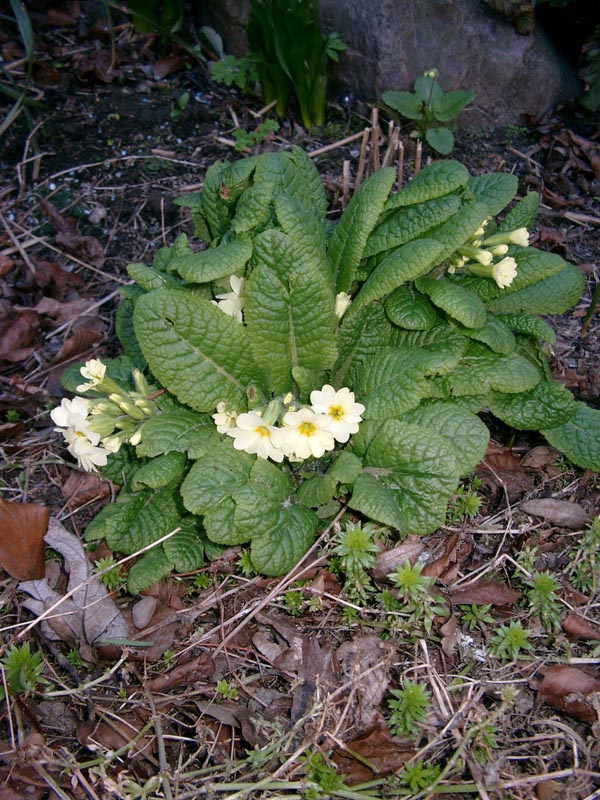 Primula elatior (Hohe Schlüsselblume)