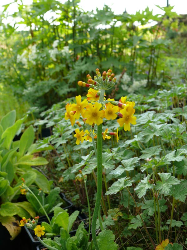 Primula chungensis (Yunnan-Primel)