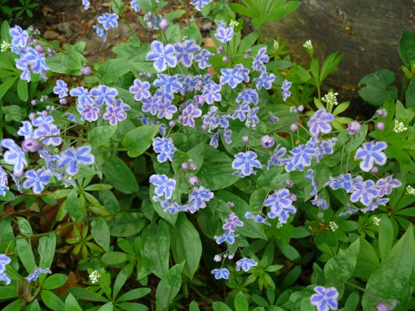 Omphalodes cappadocica 'Starry Eyes' (Weißblaues Gedenkemein)