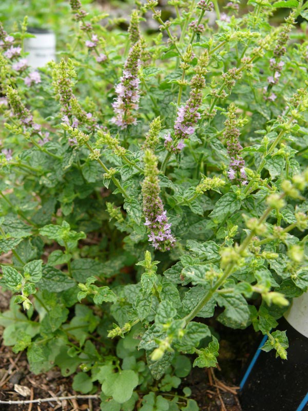 Mentha species 'Erdbeere' (Erdbeerminze)
