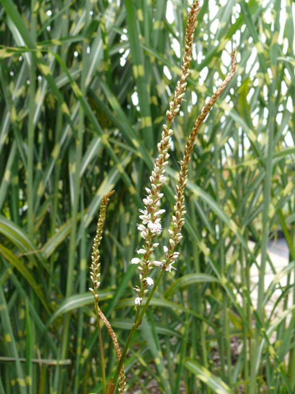 Persicaria amplexicaule 'Album' (Weißer Kerzen-Knöterich)