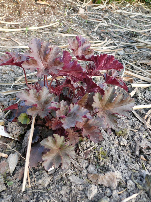 Heuchera Micrantha-Hybride 'Chocolate Ruffles' (Schokoladenfarbiges Purpurglöckchen)