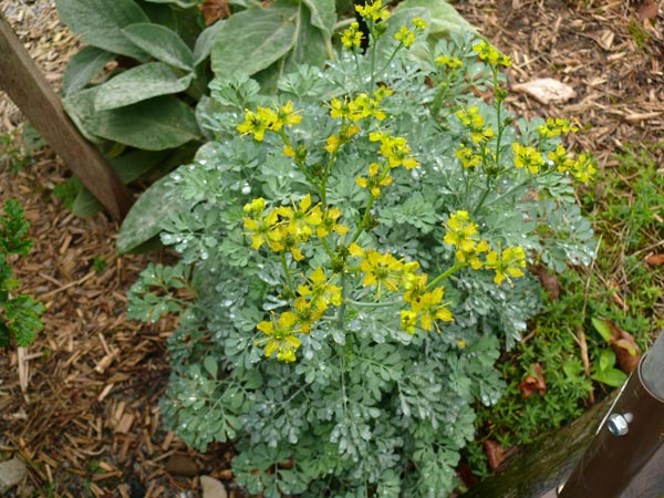 Ruta graveolens 'Jackman's Blue' (Weinraute)