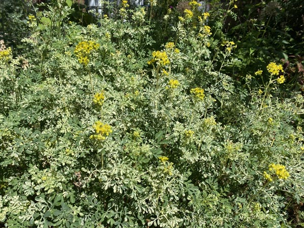 Ruta graveolens 'Variegata' (Panaschierte Weinraute)