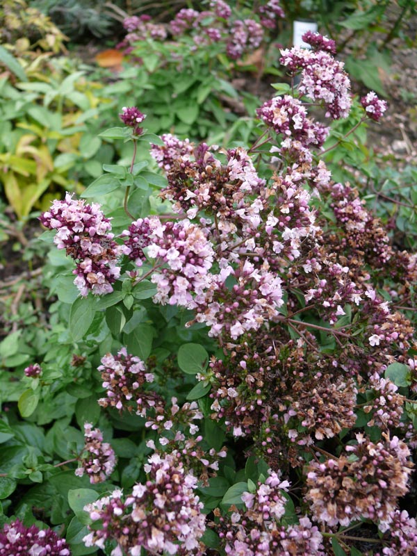 Origanum Laevigatum-Hybride 'Rosenkuppel' (Glatter Blumendost)