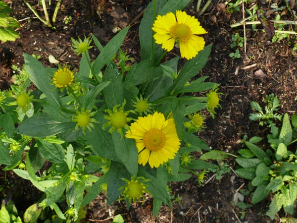 Helenium Hybride 'Kanaria' (Gelbe Garten-Sonnenbraut)
