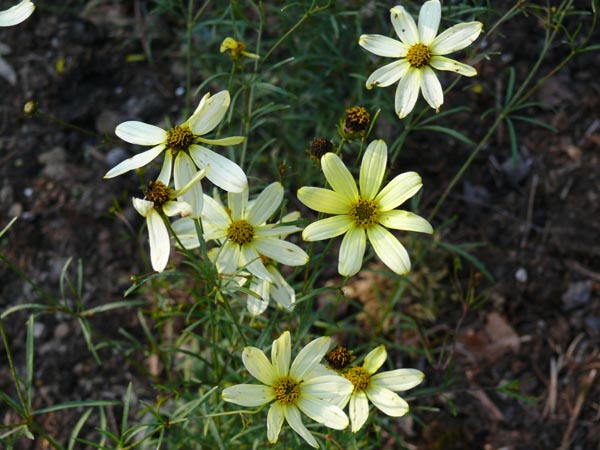Coreopsis Verticillata-Hybride 'Moonbeam' (Mädchenauge)
