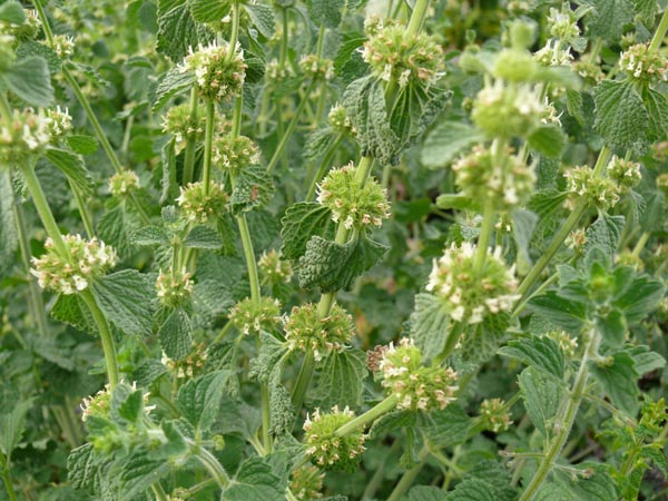 Marrubium vulgare (Weißer Andorn)