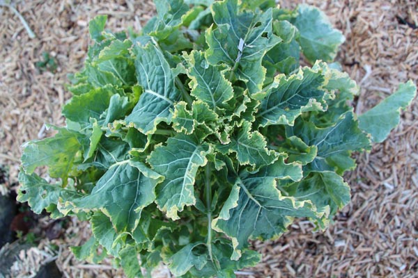 Brassica oleracea var. acephala (Panaschierter Ewiger Kohl)