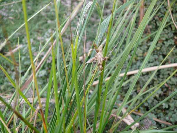 Hierochloe odorata (Mariengras)
