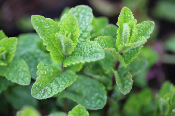 Mentha species 'Nemorosa' (Mojito-Minze)