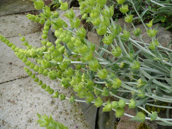 Sideritis syriaca (Griechischer Bergtee)