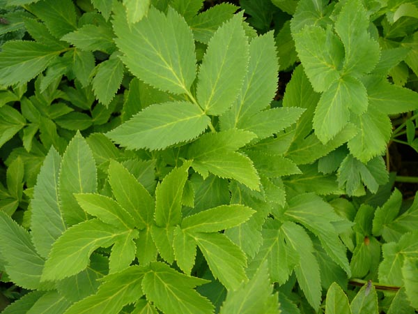 Angelica archangelica (Arznei-Engelwurz)