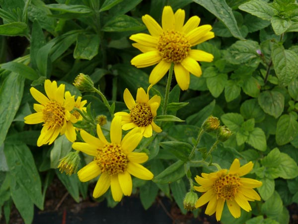 Arnica chamissonis (Amerikanische Arnika)