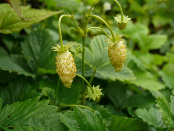 Fragaria vesca var. semperflorens 'Alpine Yellow' (Gelbfruchtige Monatserdbeere)