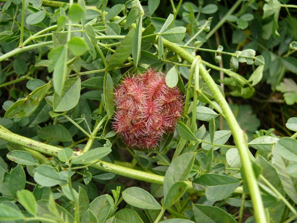 Glycyrrhiza glabra (Spanisches Süßholz)