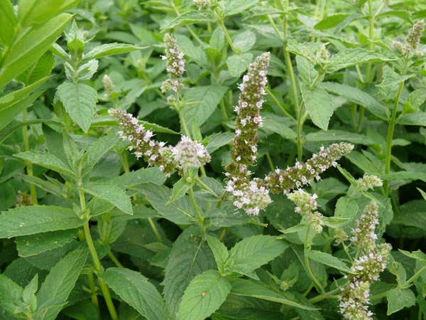 Mentha longifolia (Rossminze)