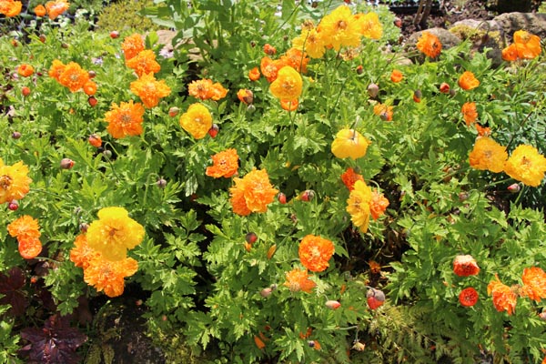 Meconopsis cambrica 'Aurantiaca Plena' (Gefüllter Waldscheinmohn)