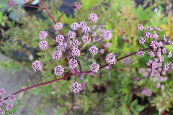 Angelica sylvestris 'Ebony' (Schoko-Engelwurz)