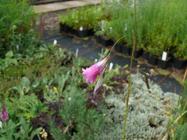 Dierama 'Cosmos' (Trichterschwertel)