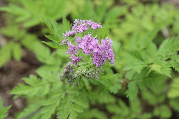 Chaerophyllum hirsutum 'Roseum' (Berg-Kälberkopf)