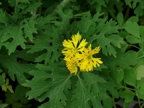 Chelidonium majus 'Laciniatum' (Gefranstes Schöllkraut)