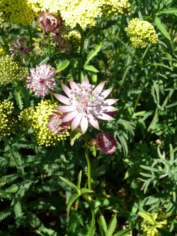 Astrantia major 'Lars' (Große Sterndolde)