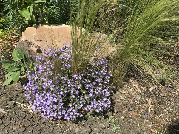 Chaenarrhinum origanifolium 'Blue Dreams' (Zwerglöwenmäulchen)