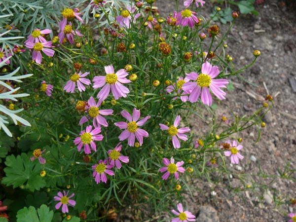 Coreopsis rosea 'American Dream' (Rosablühendes Mädchenauge)
