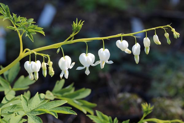 Dicentra spectabilis 'Alba' (Weißes Tränendes Herz)