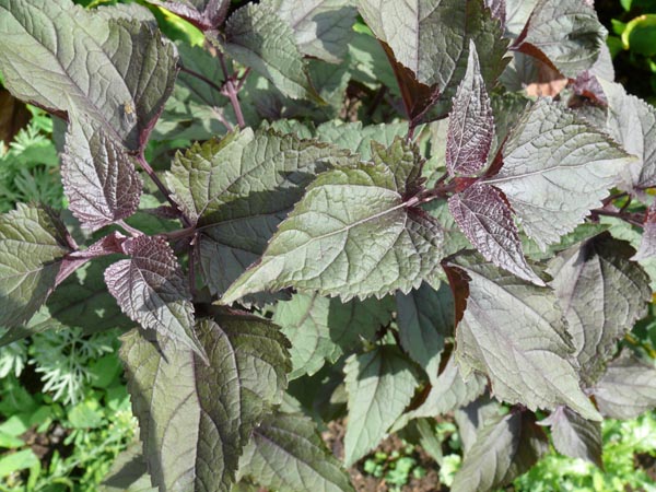 Eupatorium rugosum 'Chocolate' (Braunblättriger Dost)