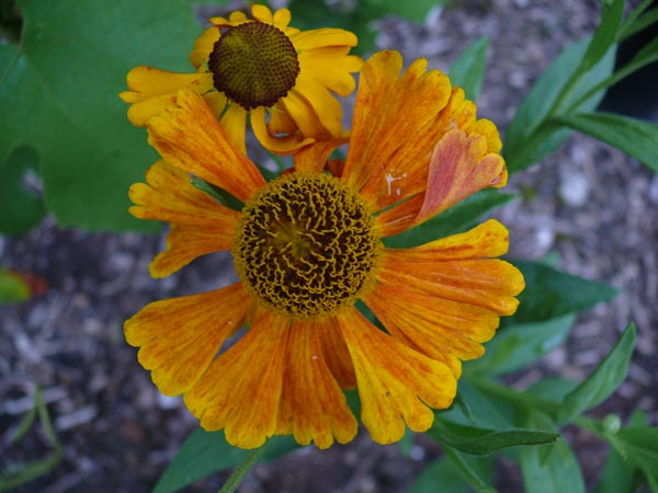 Helenium x hybrida 'Moerheim Beauty' (Garten-Sonnenbraut)