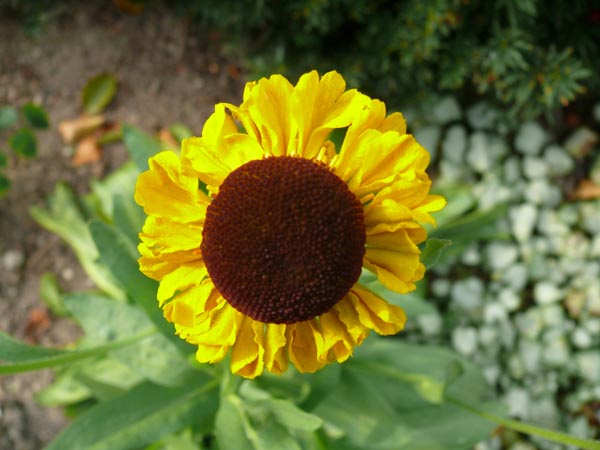 Helenium bigelovii 'The Bishop' (Sonnenbraut)