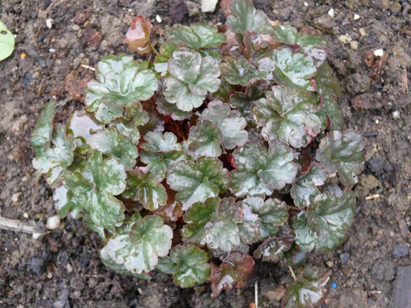 Heuchera Hybride 'Petite Pearl Fairy' (Zierliches Purpurglöckchen)