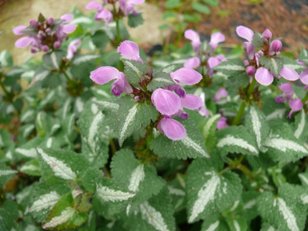 Lamium maculatum 'Roseum' (Taubnessel)