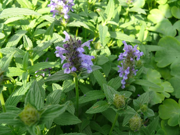 Nepeta nervosa (Aufrechte Kaschmir-Minze)