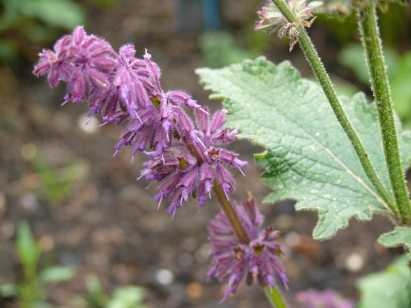 Salvia verticillata 'Purple Rain' (Quirlblütiger Wild-Salbei)