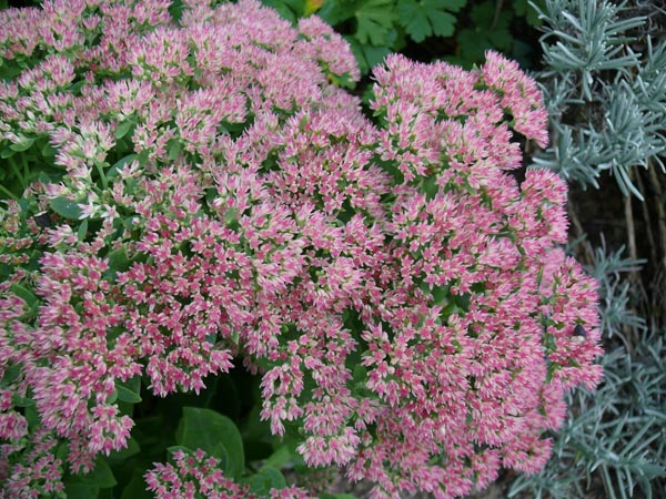 Sedum telephium Hybr. 'Herbstfreude' (Hohes Herbst-Fettblatt)