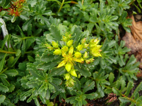 Sedum floriferum 'Weihenstephaner Gold' (Gold-Fettblatt)